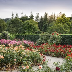 Ogród RHS Rosemoor